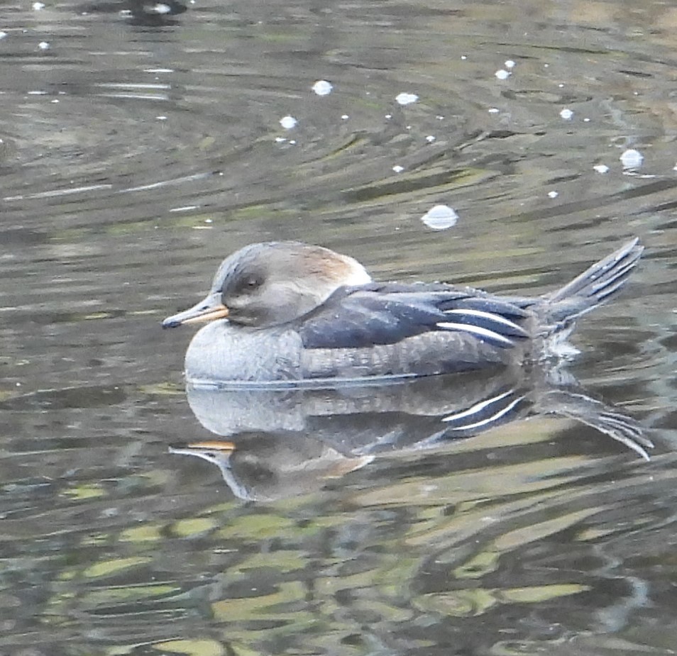 EBird Checklist 26 Dec 2023 Daniels Run West 11 Species