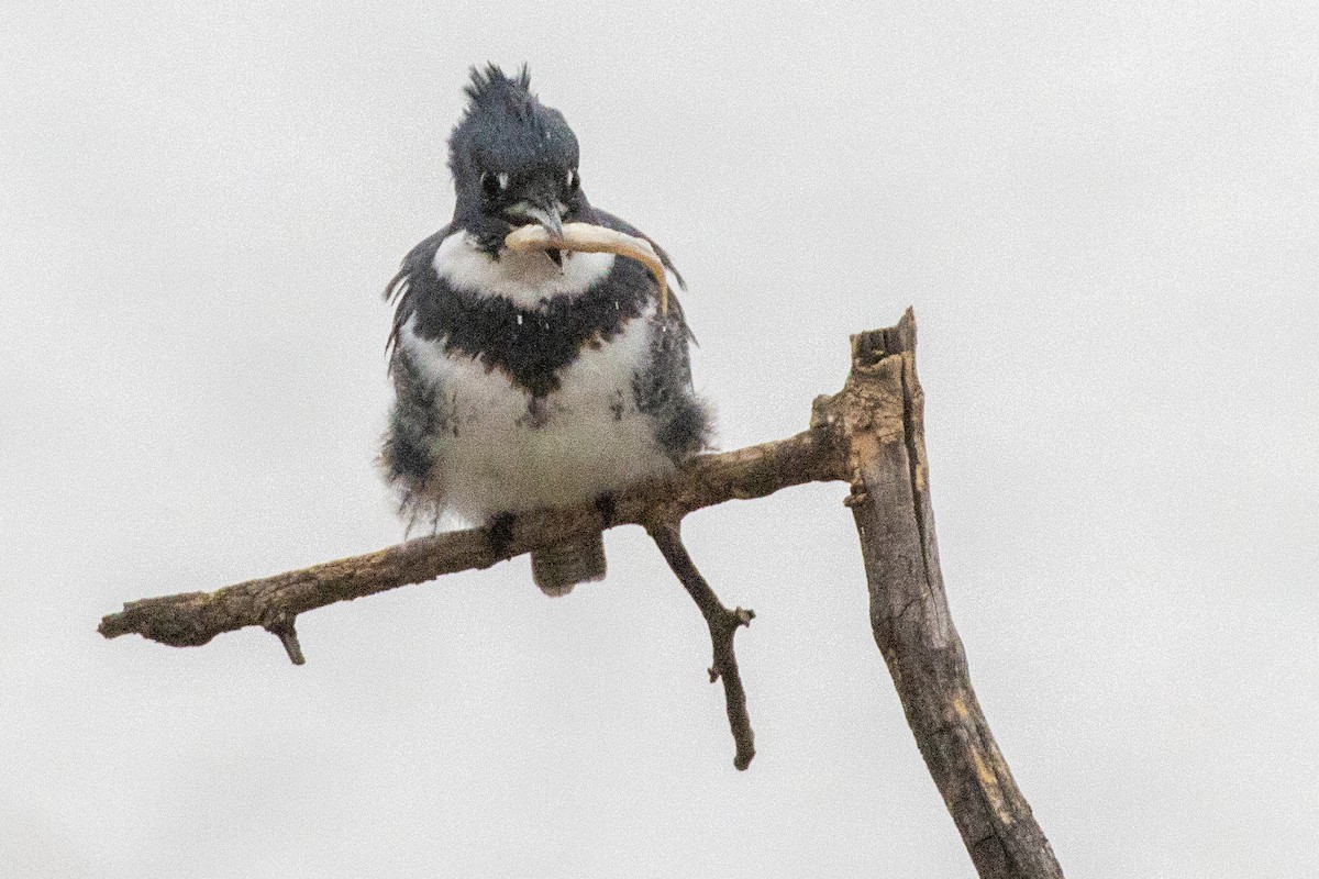 Belted Kingfisher - ML612671296