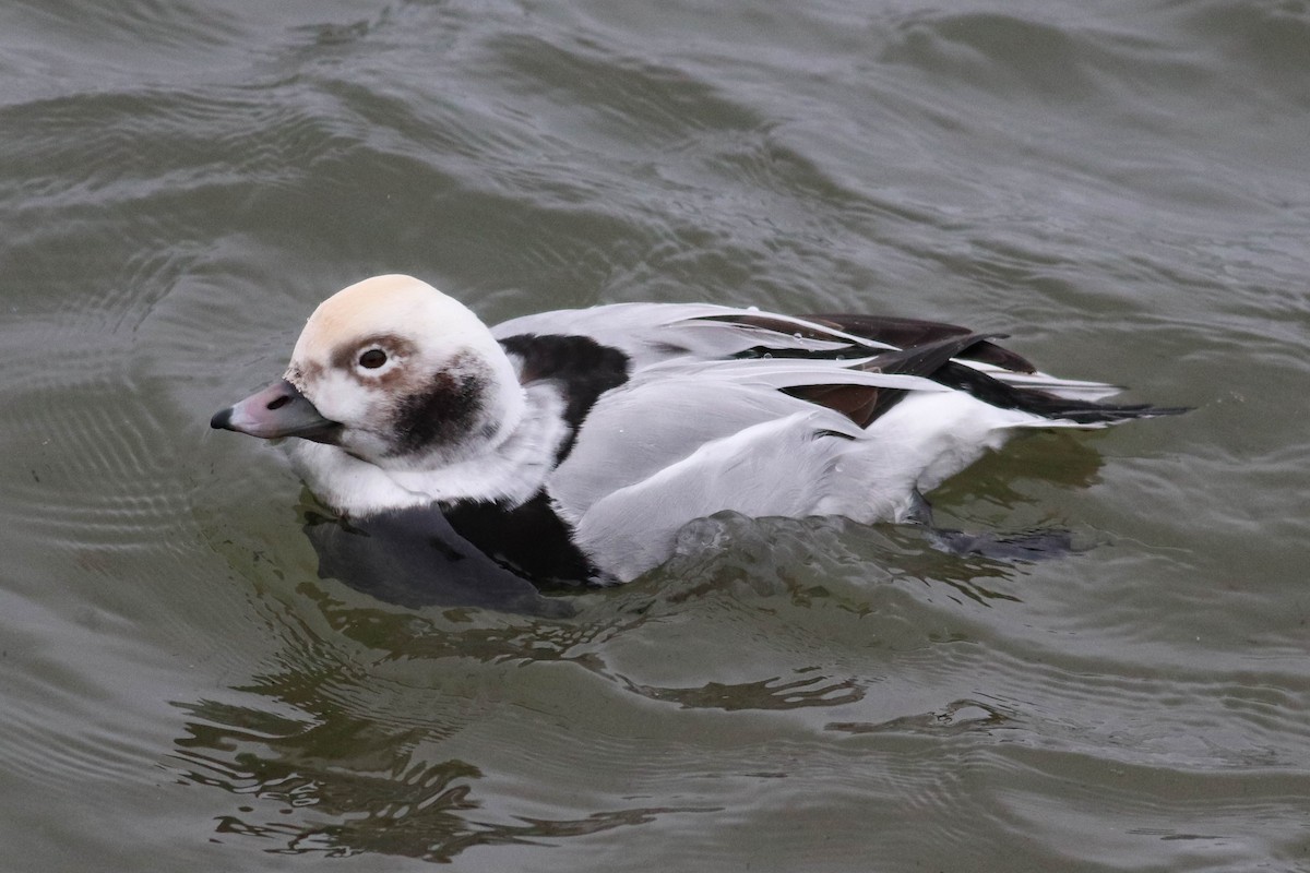 Long-tailed Duck - ML612671358