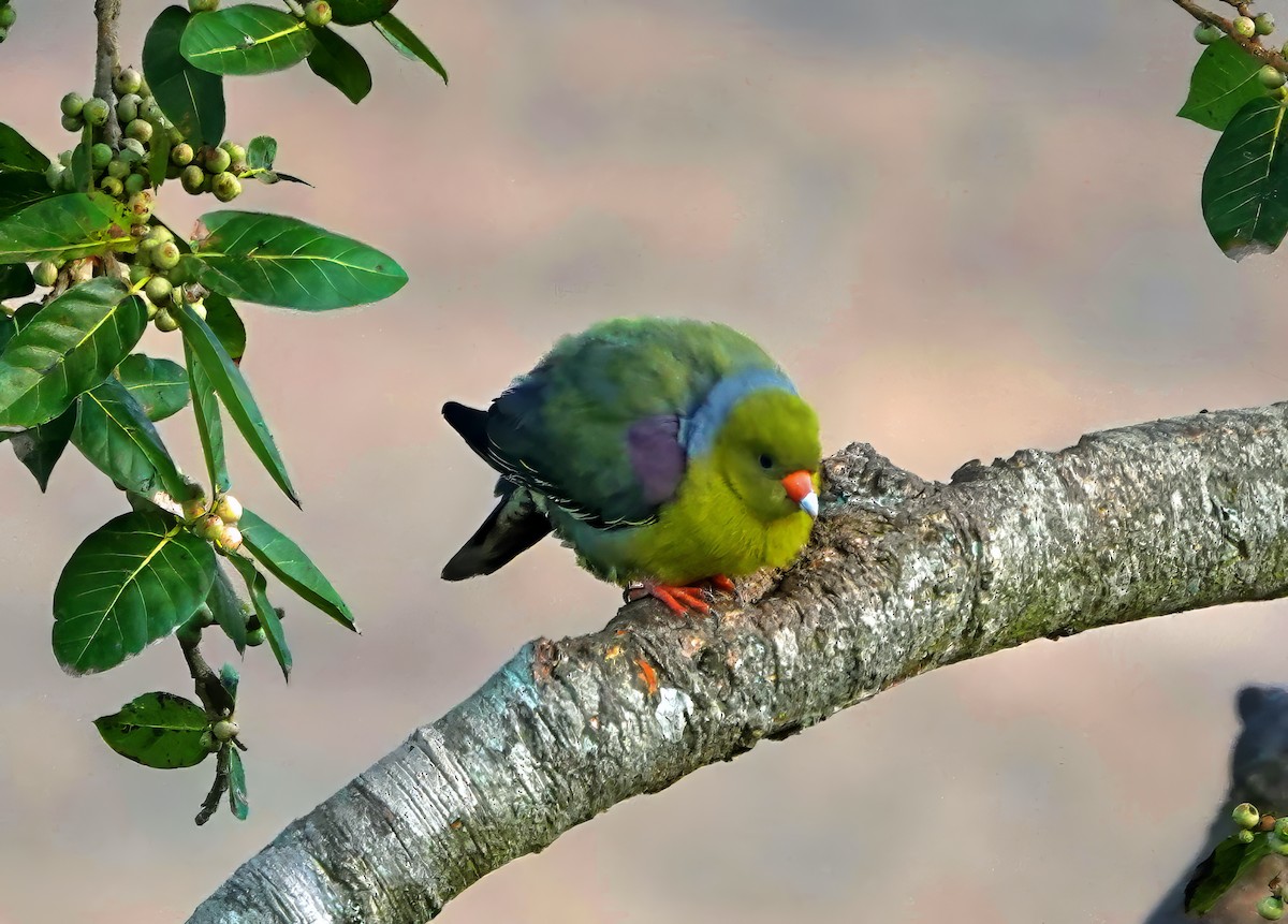 African Green-Pigeon - jerry pruett