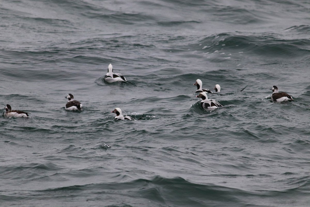 Long-tailed Duck - ML612671643