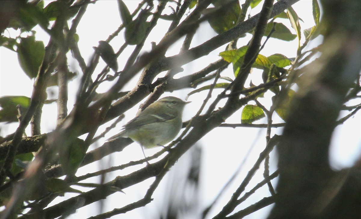 Yellow-browed Warbler - ML612672179