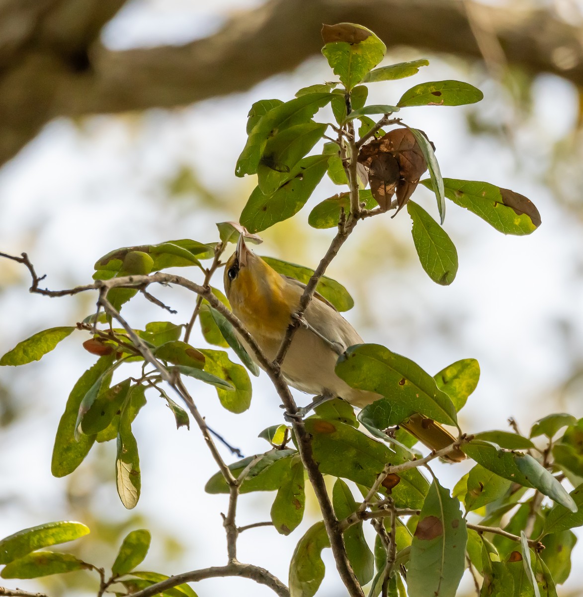 eBird Checklist 26 Dec 2023 Kendall Indian Hammocks Park 24 species