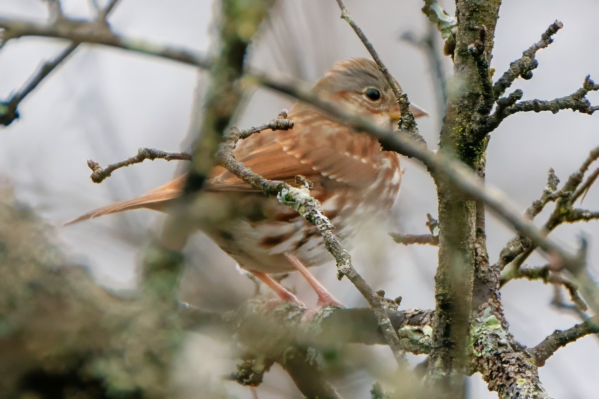 Ebird Checklist Dec State Game Lands Species