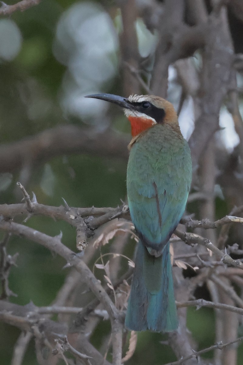 White-fronted Bee-eater - ML612672405