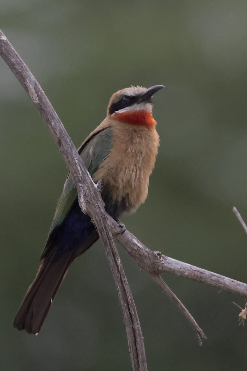White-fronted Bee-eater - ML612672406