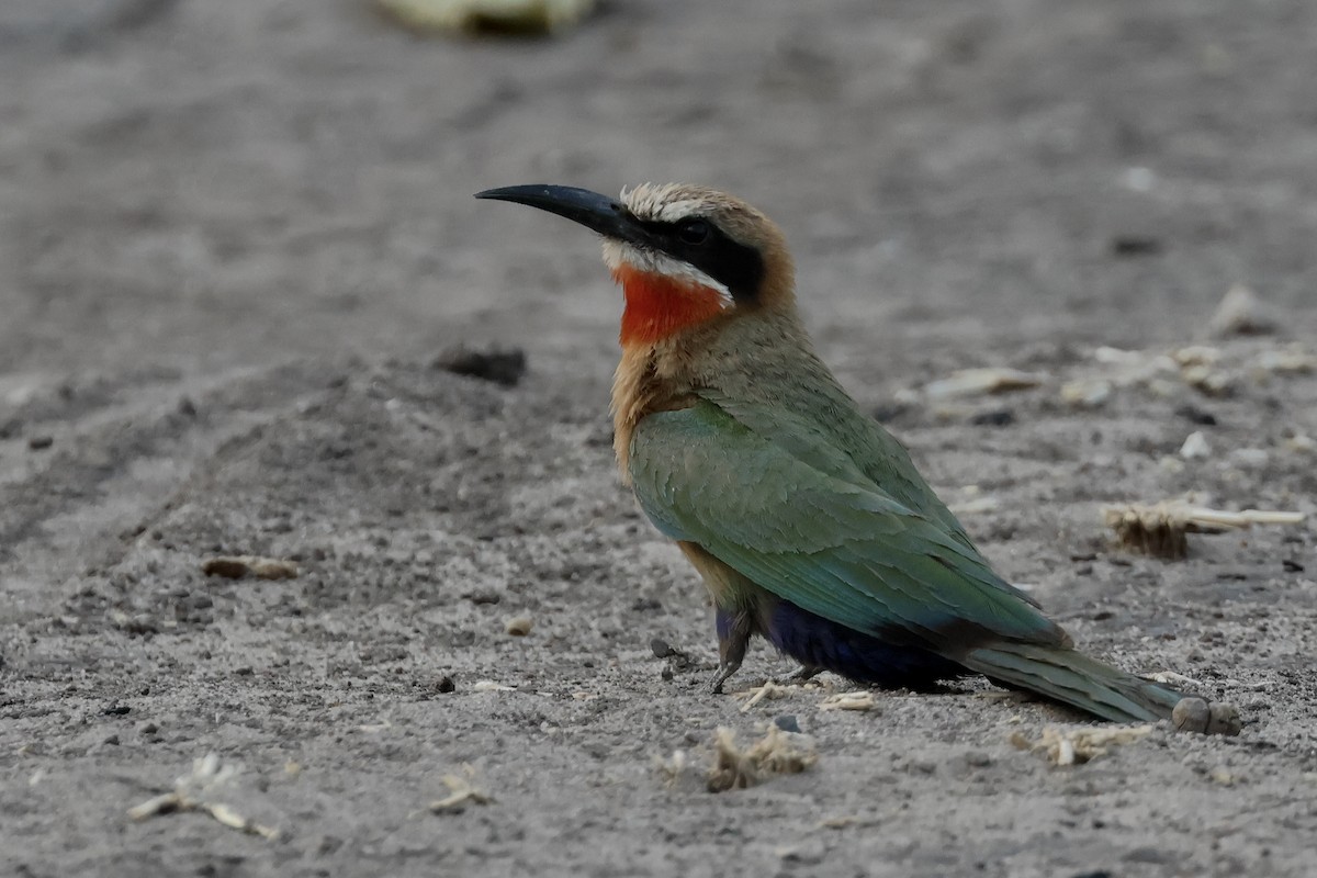 White-fronted Bee-eater - ML612672407