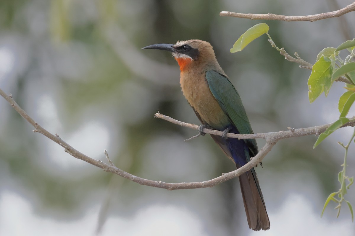 White-fronted Bee-eater - ML612672408