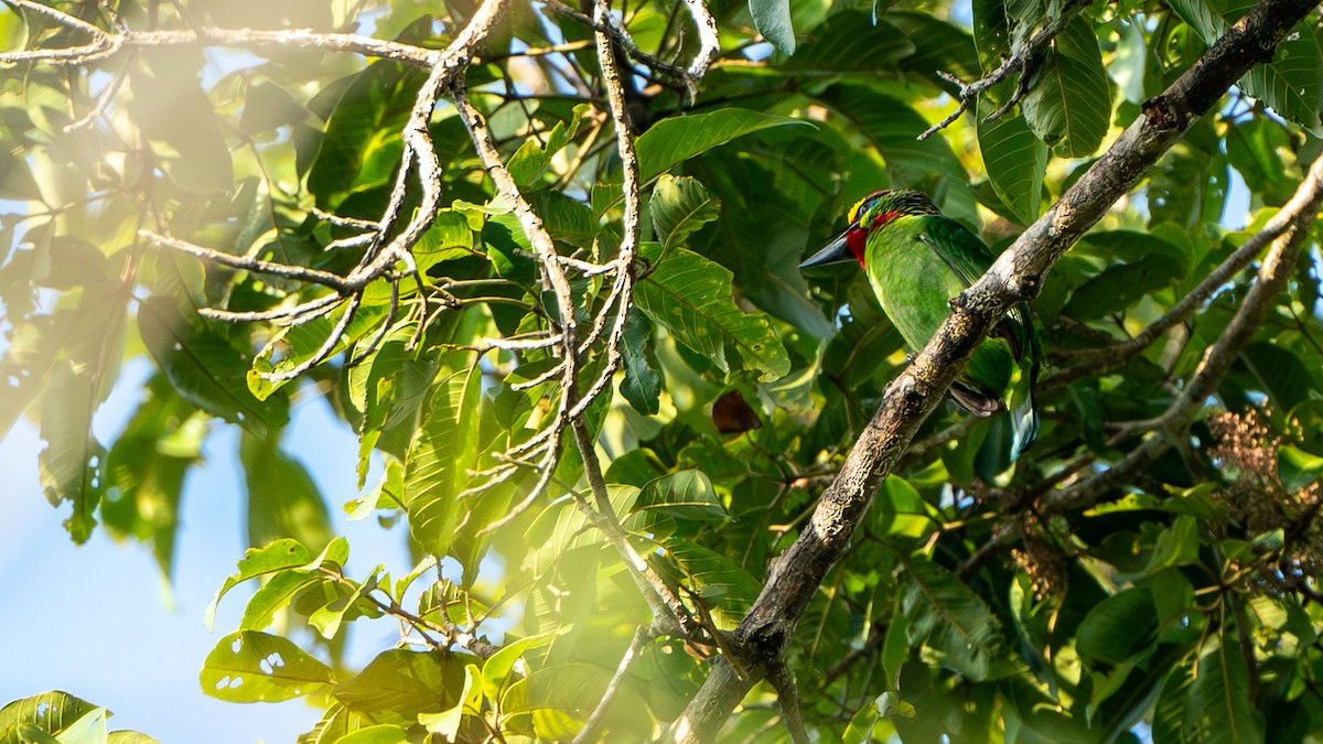 Red-throated Barbet - ML612672532