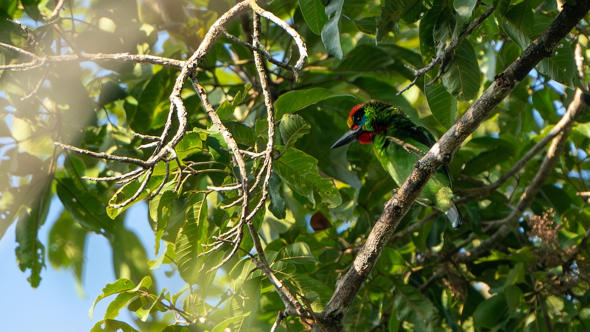 Red-throated Barbet - ML612672533