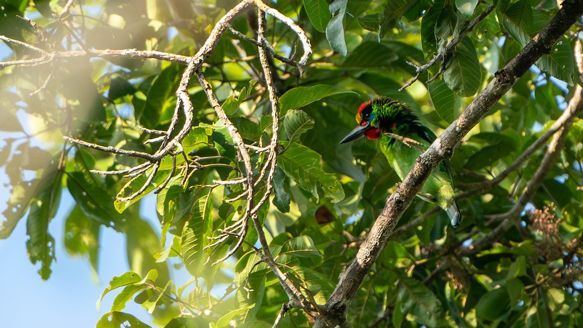Red-throated Barbet - ML612672534
