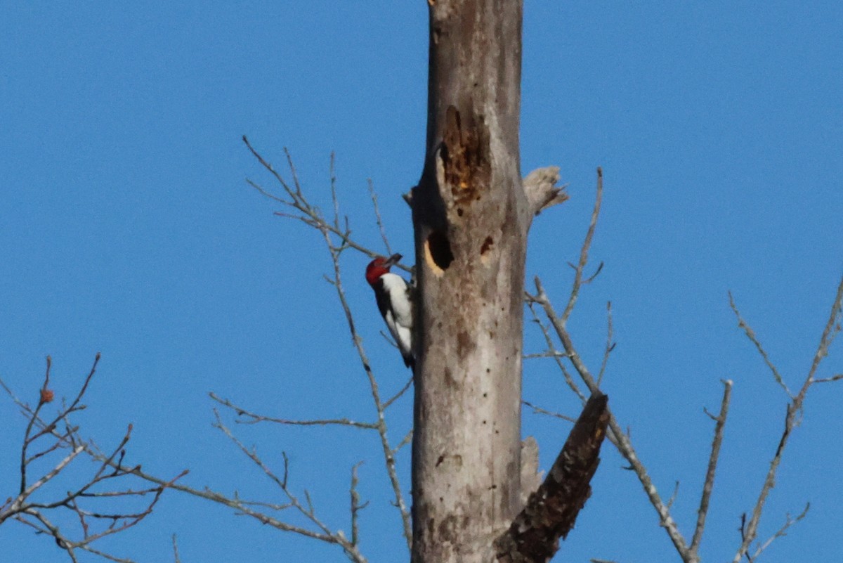 Red-headed Woodpecker - ML612672831