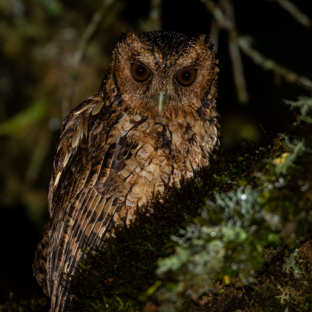 Long-tufted Screech-Owl - ML612673397