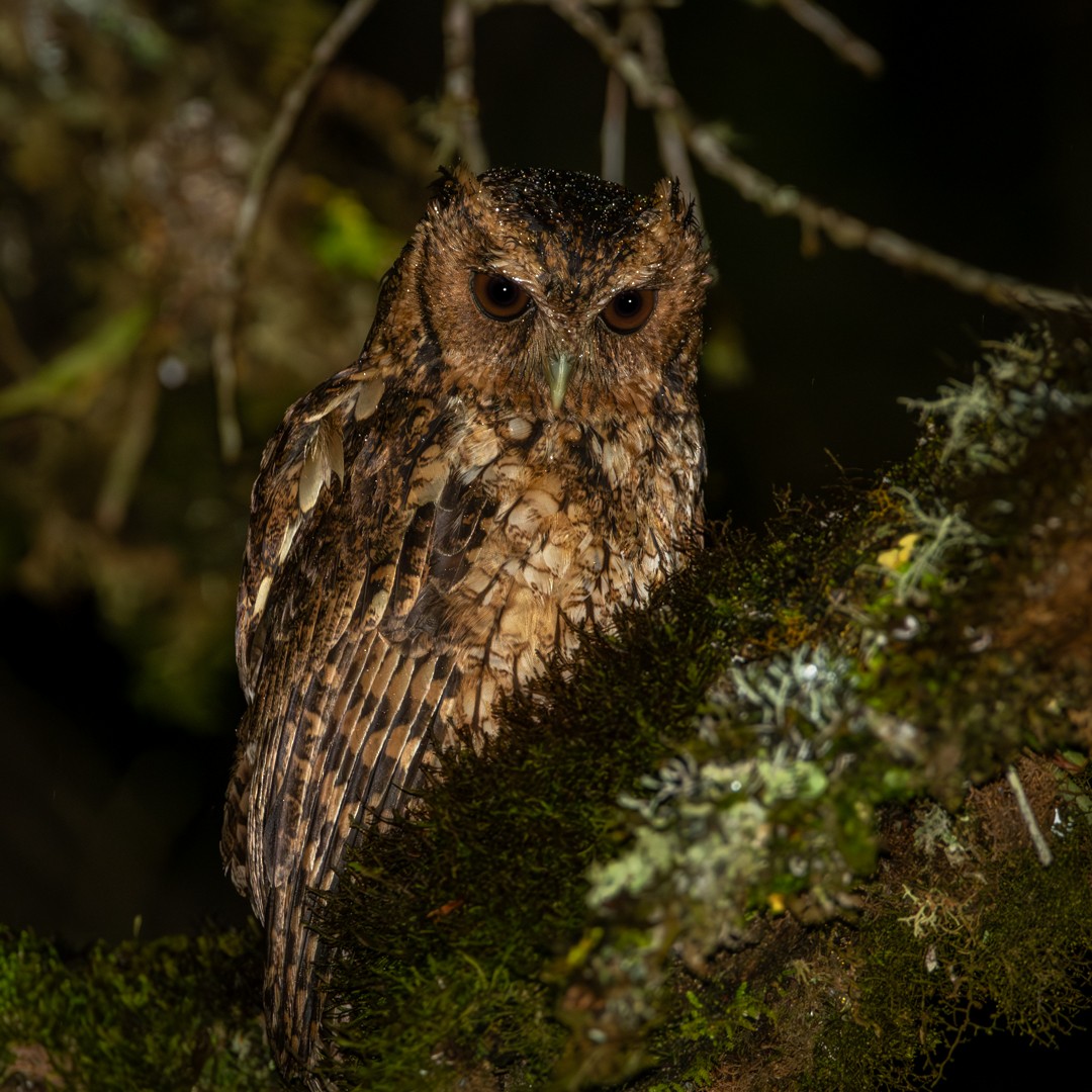 Long-tufted Screech-Owl - Caio Osoegawa