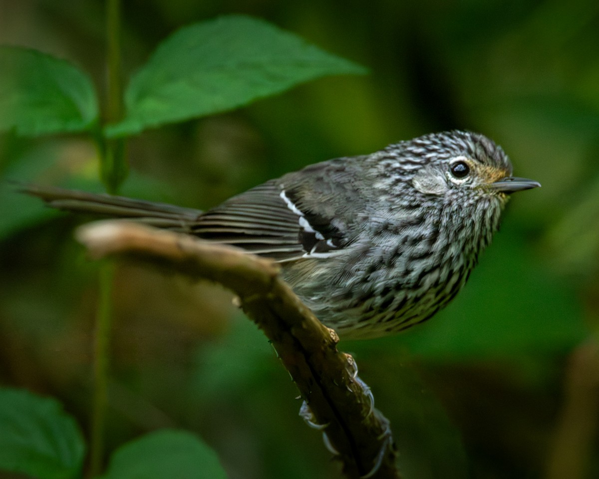 Dusky-tailed Antbird - ML612673449