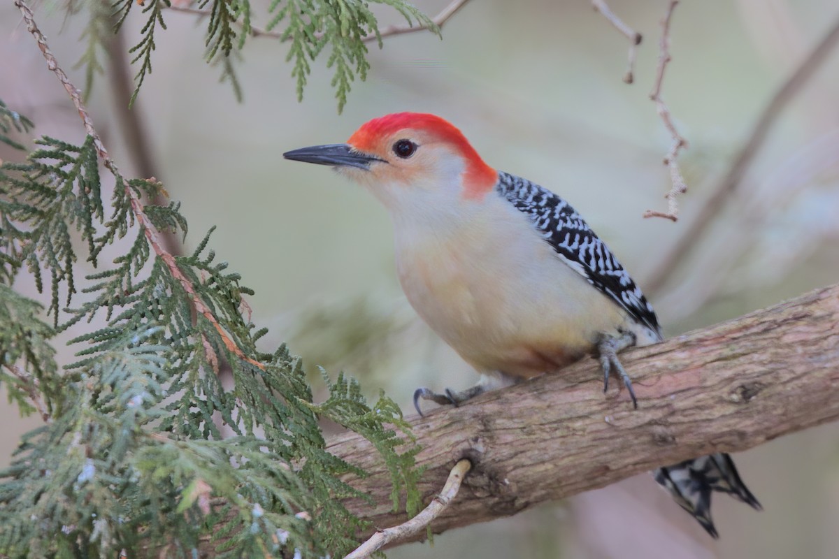 Red-bellied Woodpecker - ML612673579