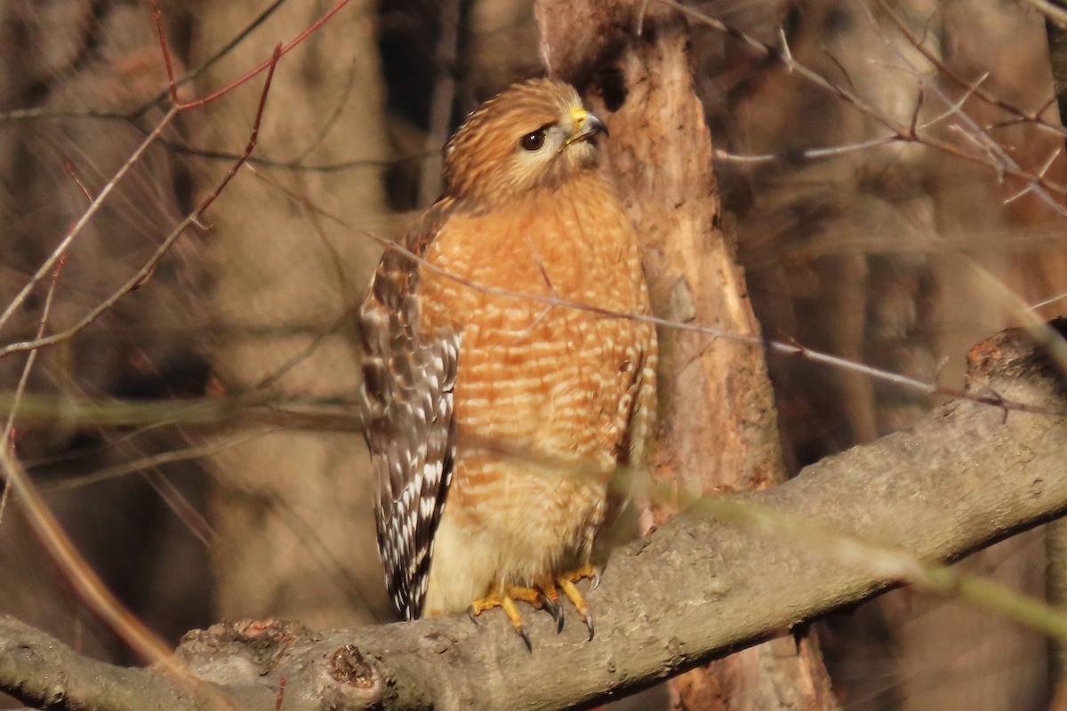 eBird Checklist 25 Dec 2023 Lake Elkhorn 30 species