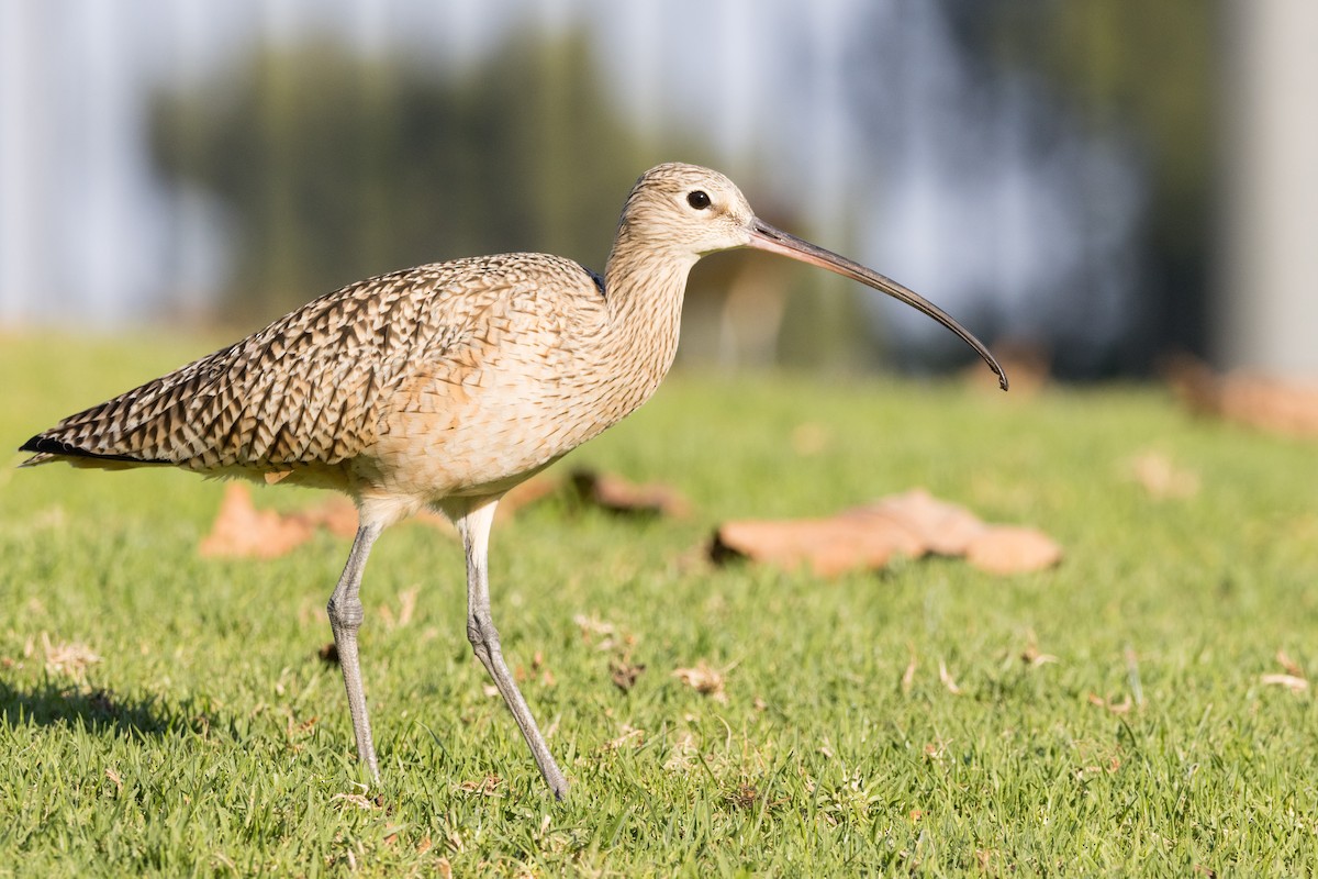 Long-billed Curlew - ML612673975
