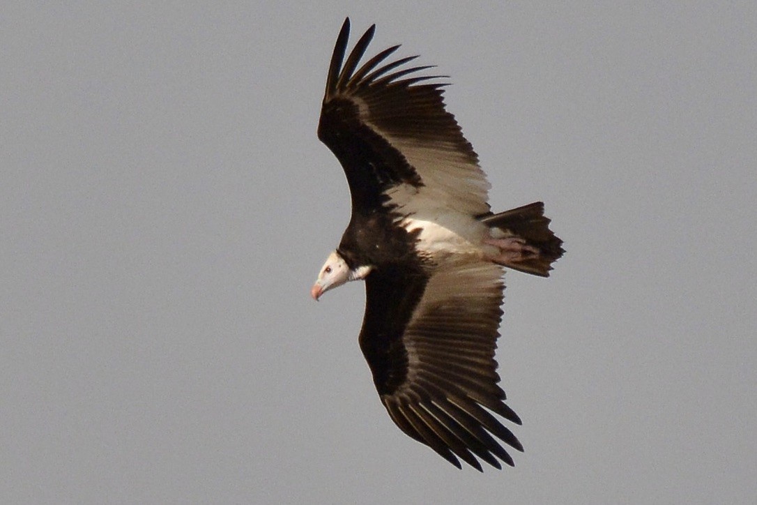 White-headed Vulture - ML612674014