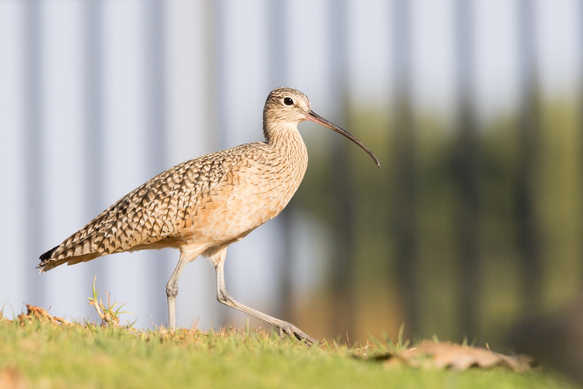 Long-billed Curlew - ML612674019