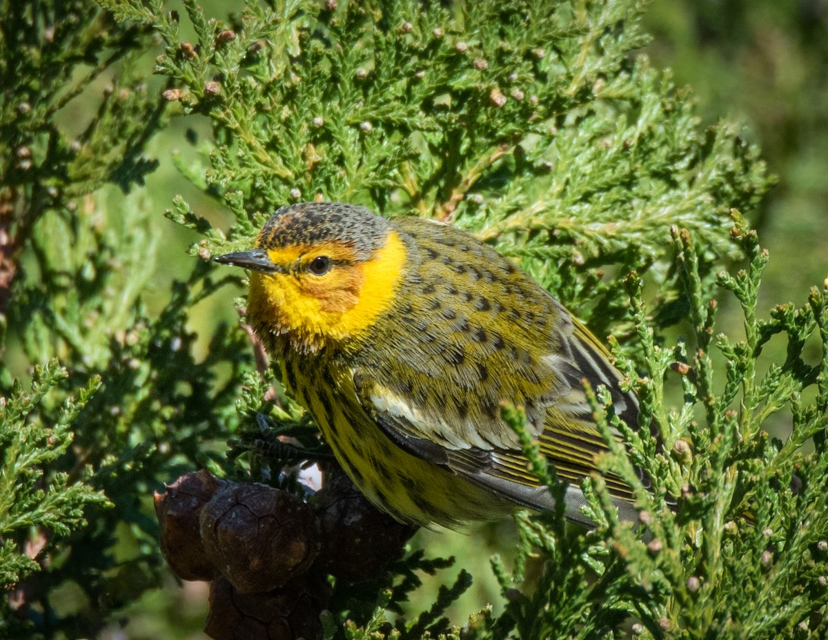 Cape May Warbler - ML612674112