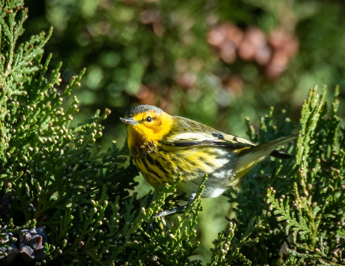 Cape May Warbler - ML612674113