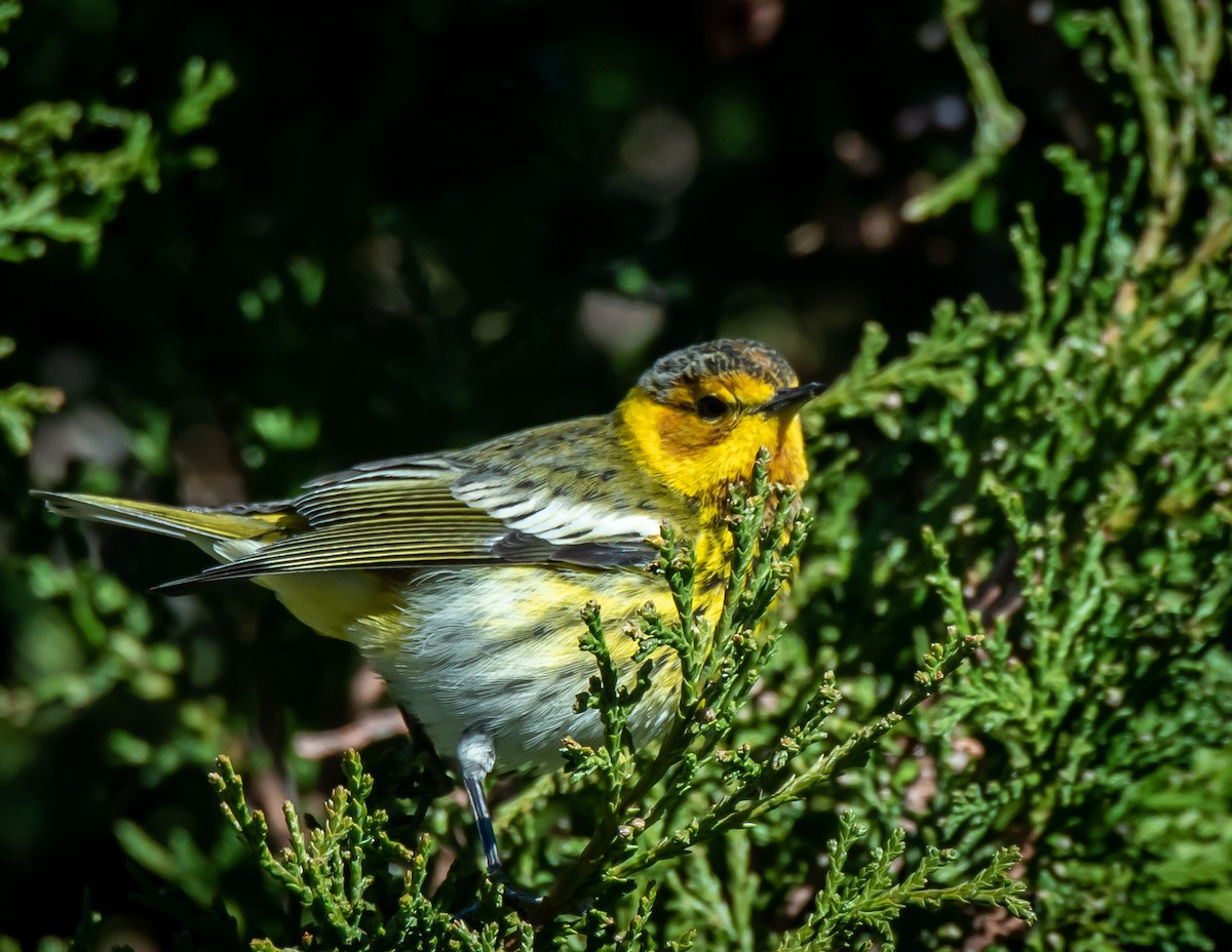 Cape May Warbler - ML612674114