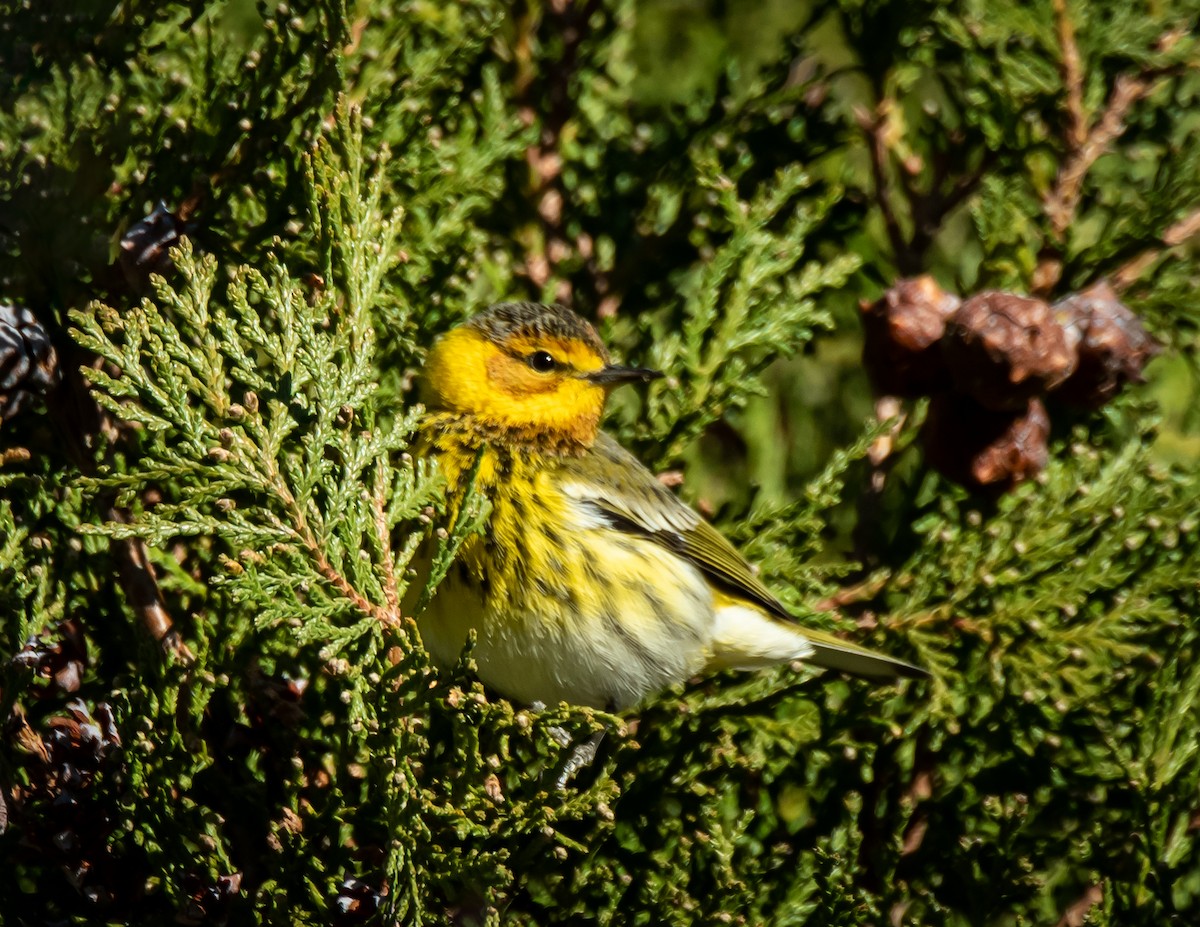 Cape May Warbler - ML612674115