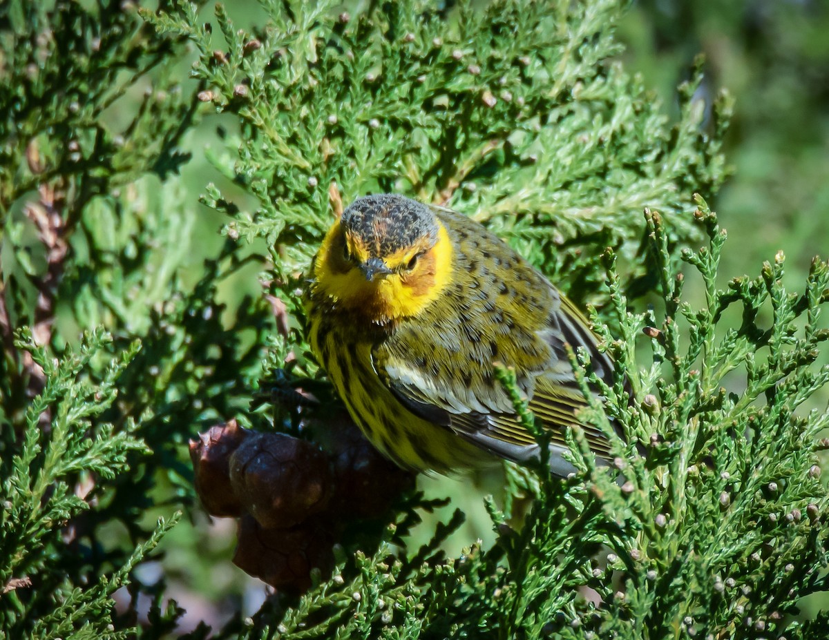 Cape May Warbler - ML612674116