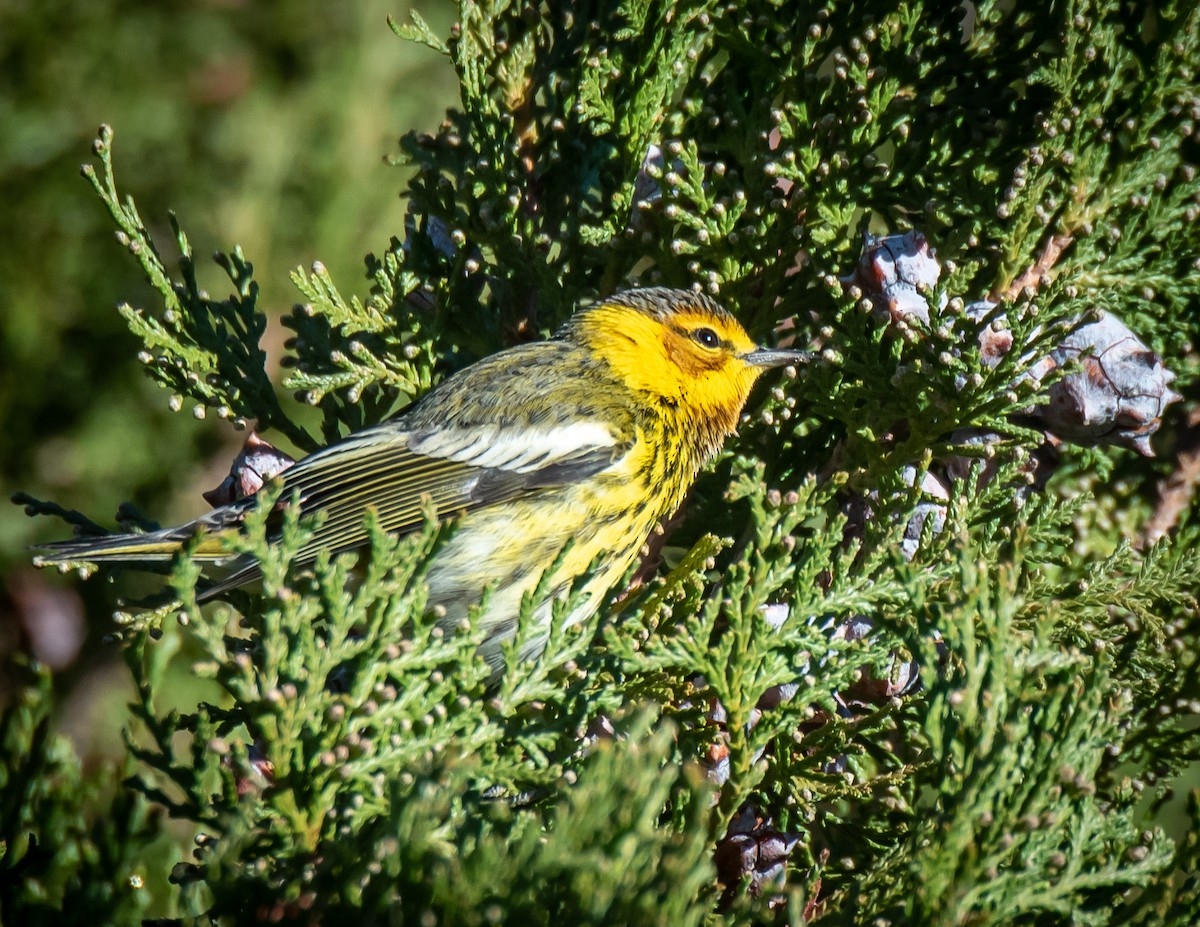 Cape May Warbler - ML612674117