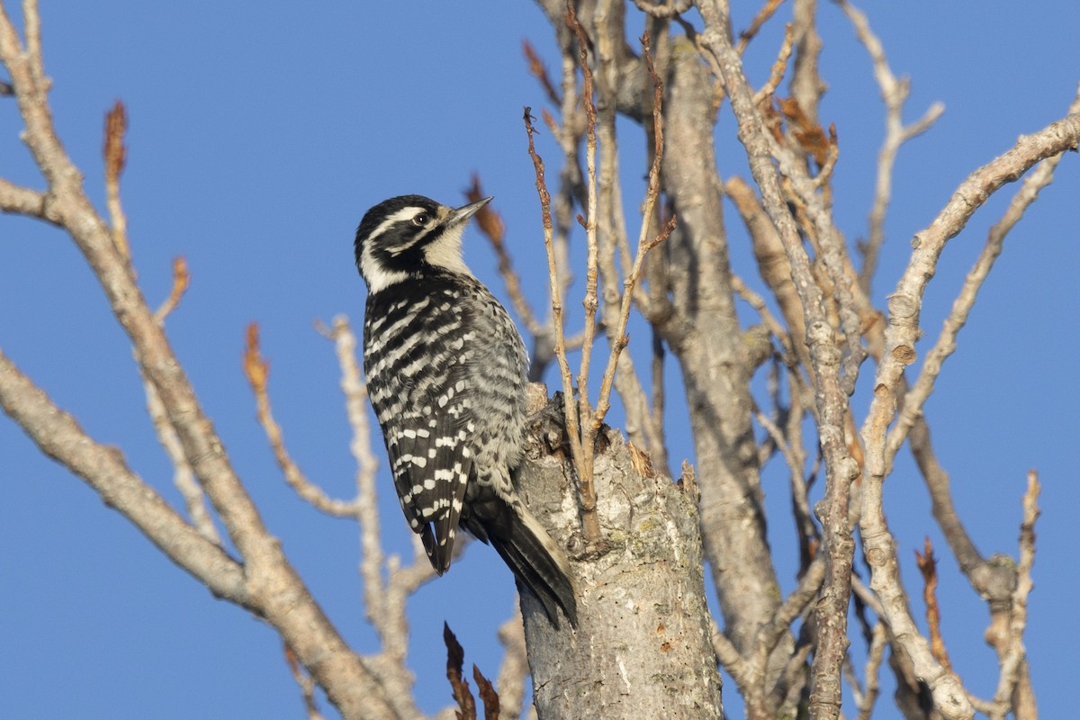 Nuttall's Woodpecker - Loni Ye