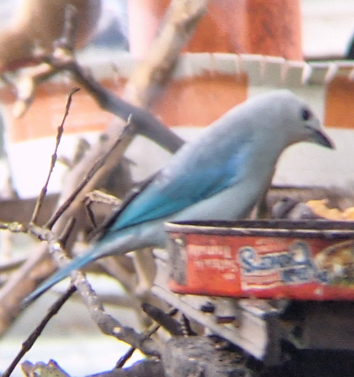 Blue-gray Tanager - ML612674220