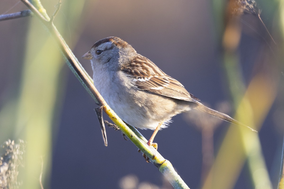White-crowned Sparrow - ML612674251