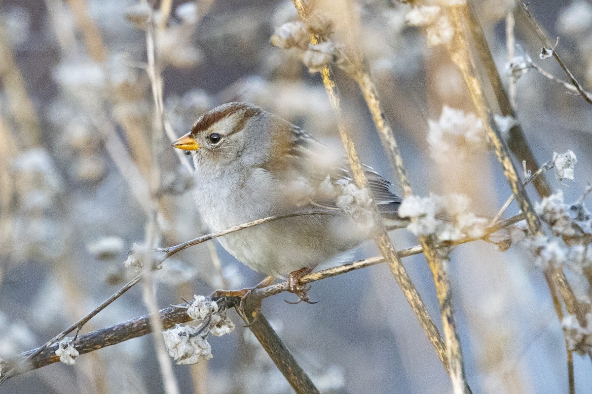 White-crowned Sparrow - ML612674252