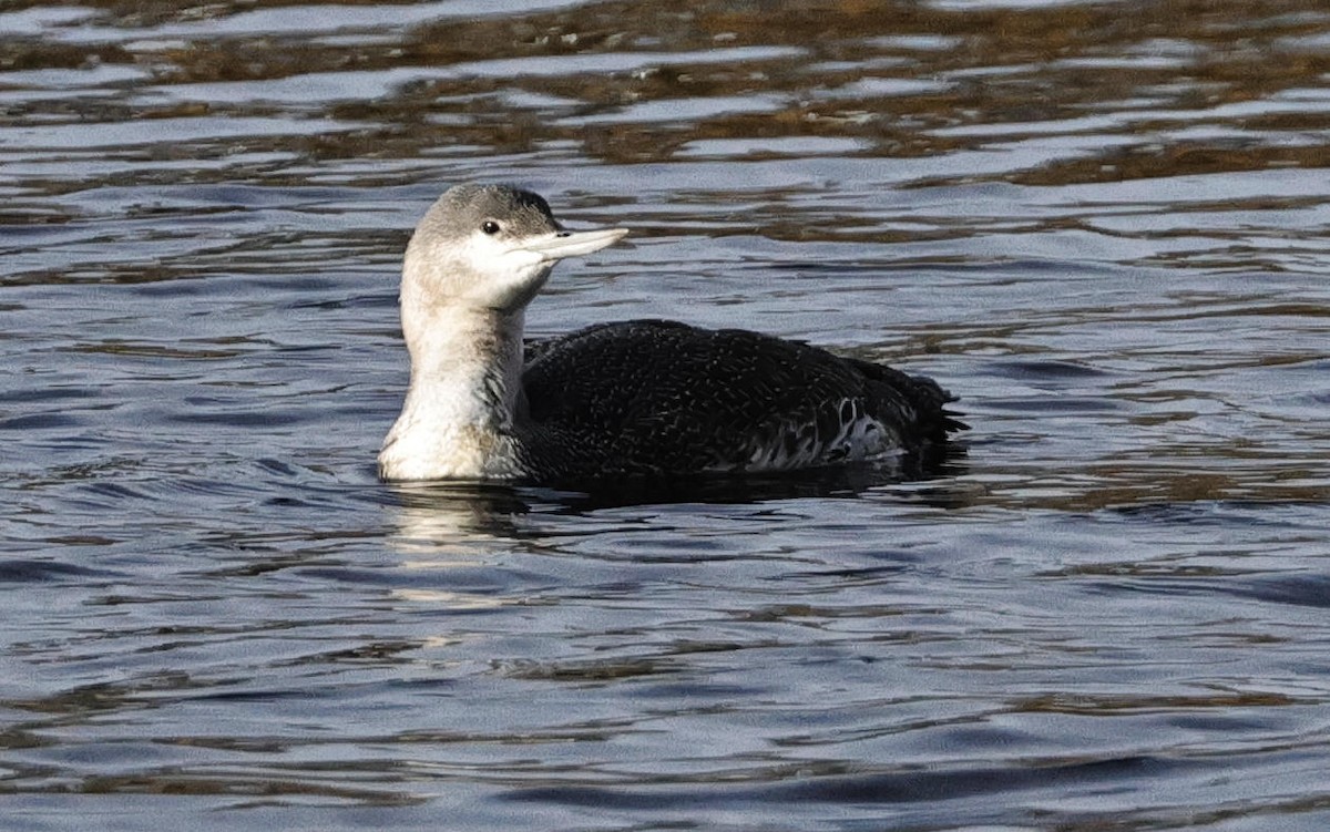 Red-throated Loon - ML612674584