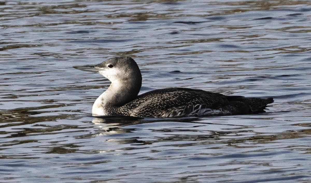 Red-throated Loon - ML612674585