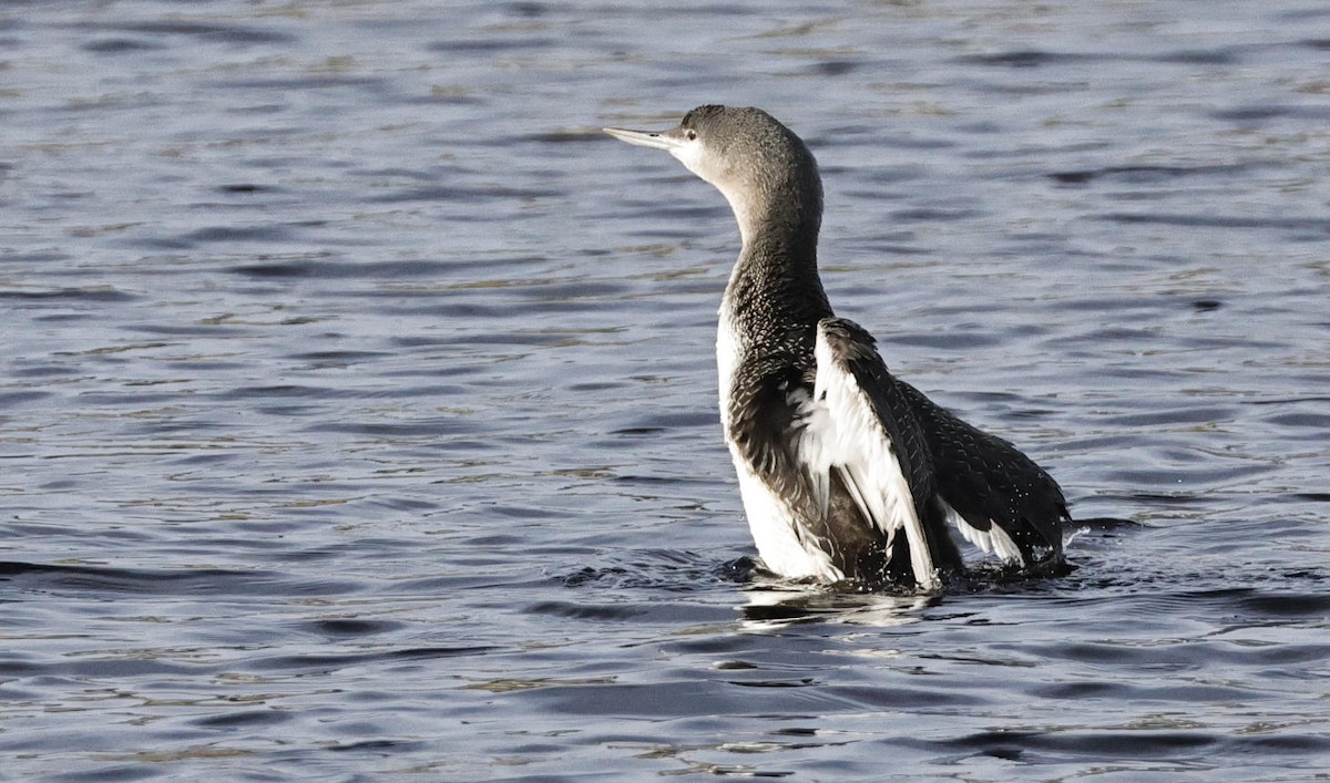 Red-throated Loon - ML612674586
