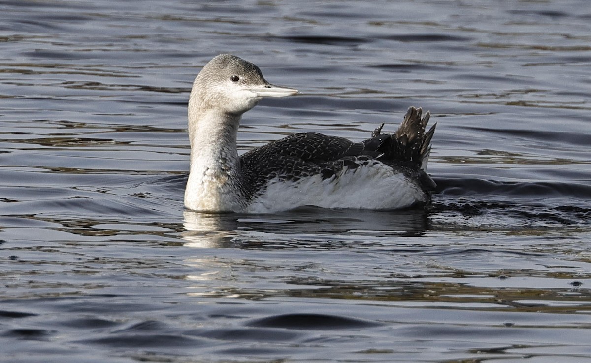 Red-throated Loon - ML612674587
