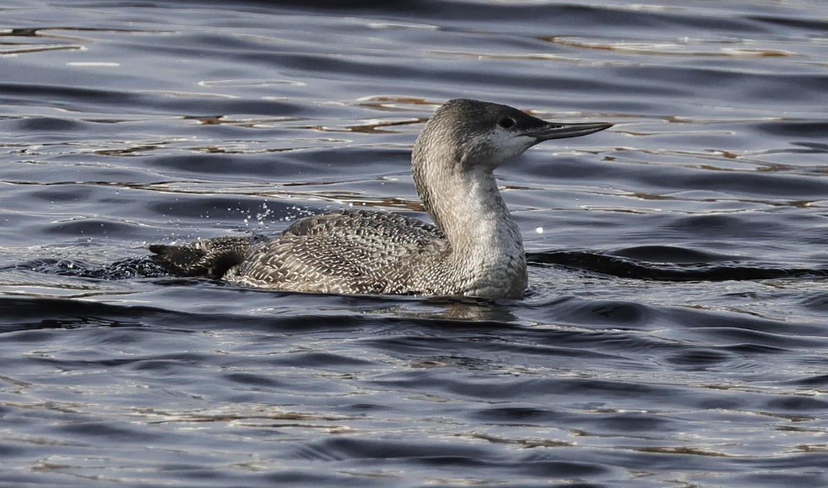 Red-throated Loon - ML612674588