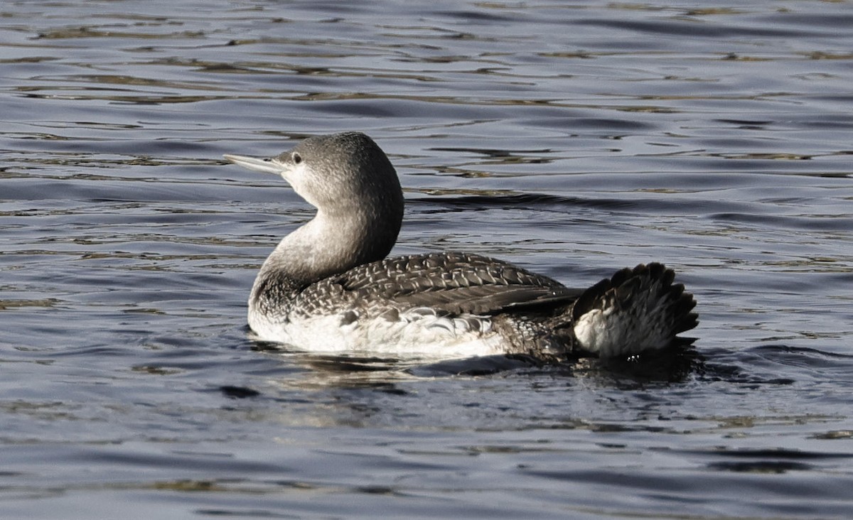Red-throated Loon - Mark Dennis