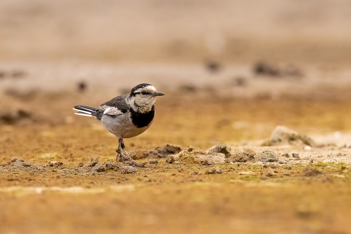 White Wagtail (Black-backed) - ML612674840