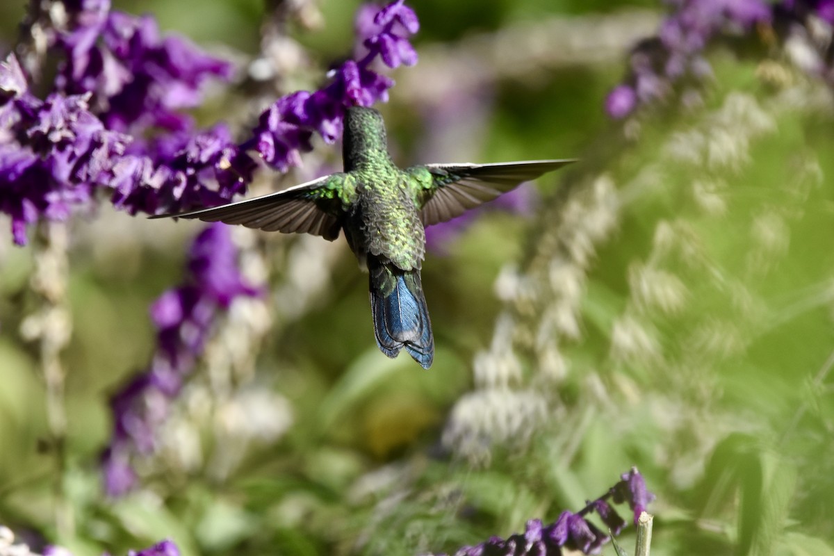 Broad-billed Hummingbird - ML612674863