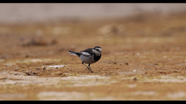 White Wagtail (Black-backed) - ML612674975