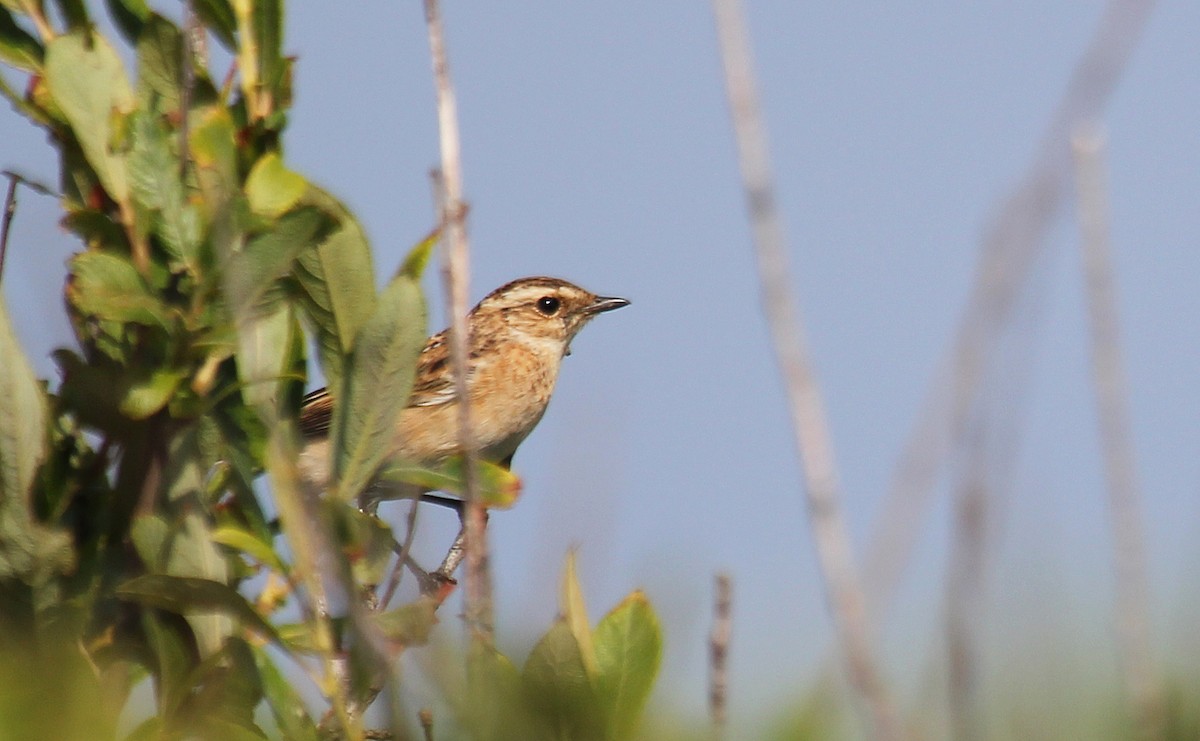 Whinchat - ML612675336