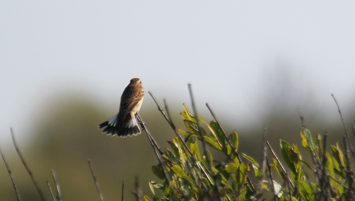 Whinchat - ML612675337
