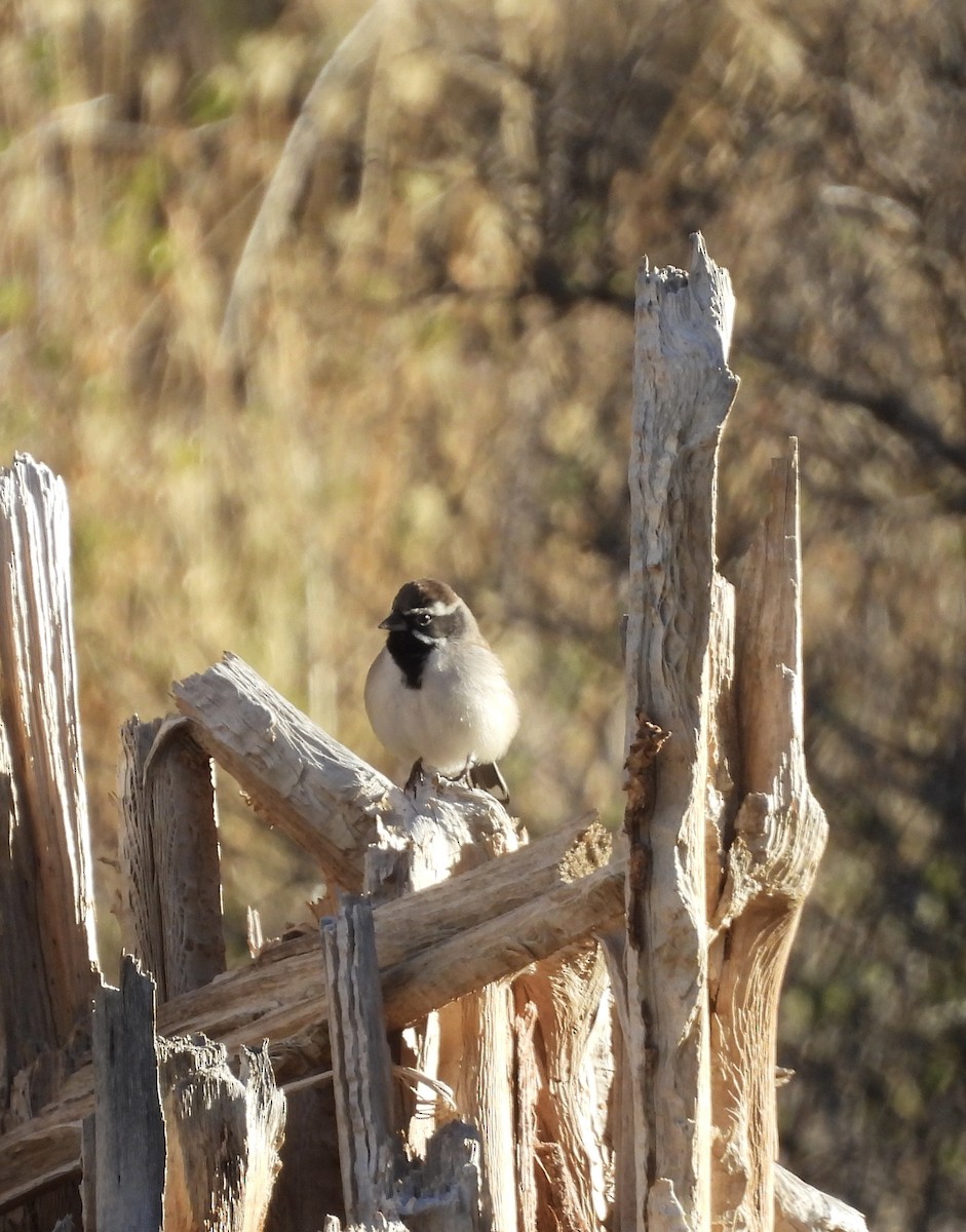 Black-throated Sparrow - ML612675338