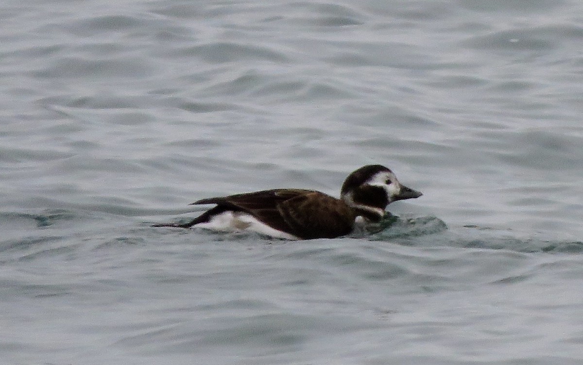 Long-tailed Duck - ML612675929