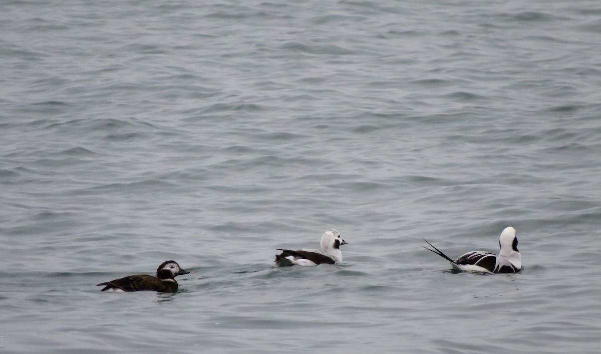 Long-tailed Duck - ML612675930