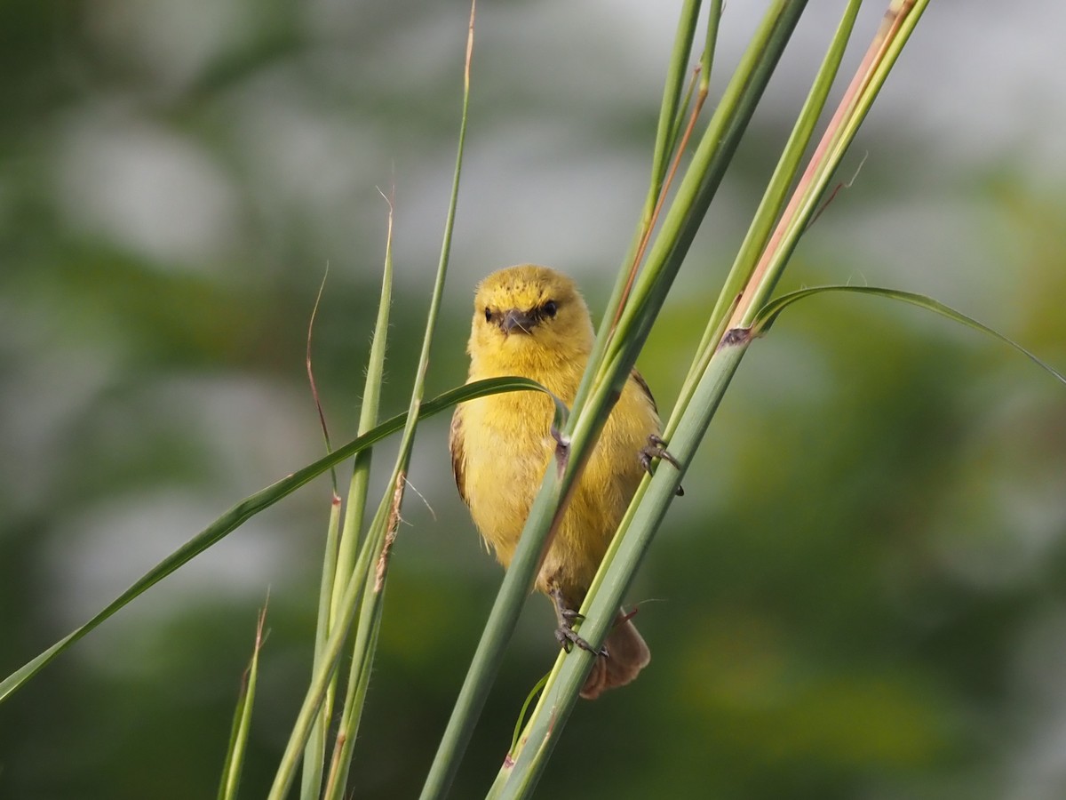 Yellow Penduline-Tit - Guillermo Parral Aguilar