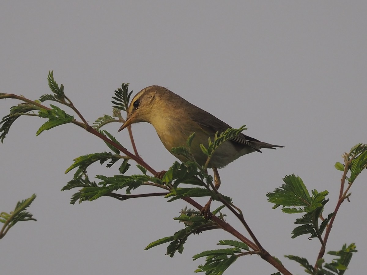 Willow Warbler - Guillermo Parral Aguilar